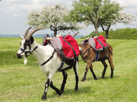 Pack Bags Goats X-Pac Trekking | extremtextil